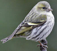 Eurasian Siskin