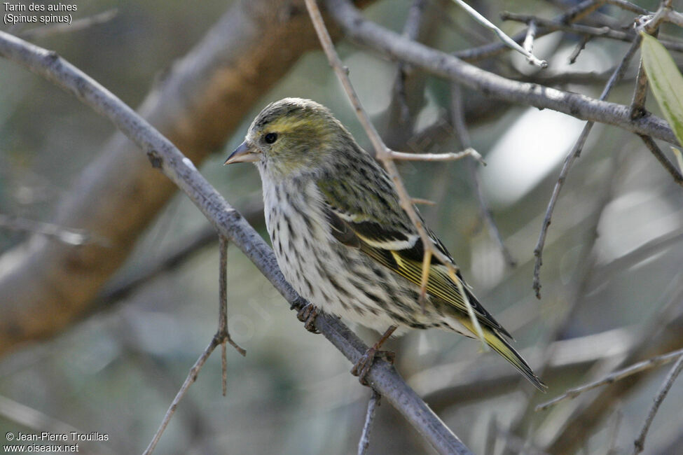 Eurasian Siskin