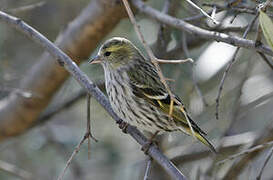 Eurasian Siskin