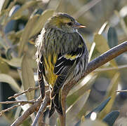 Eurasian Siskin