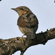 Eurasian Wryneck