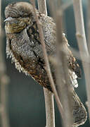 Eurasian Wryneck