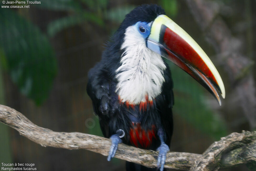 Toucan à bec rouge