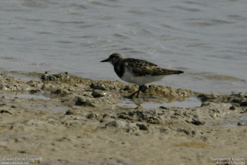 Ruddy Turnstone