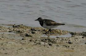 Ruddy Turnstone