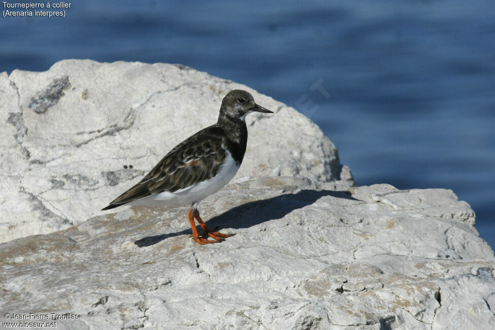 Ruddy Turnstone