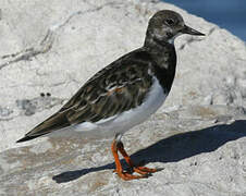 Ruddy Turnstone