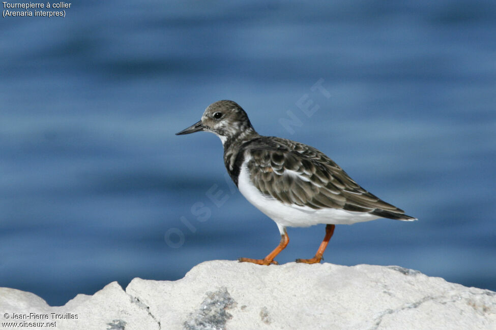 Ruddy Turnstone