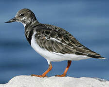 Ruddy Turnstone