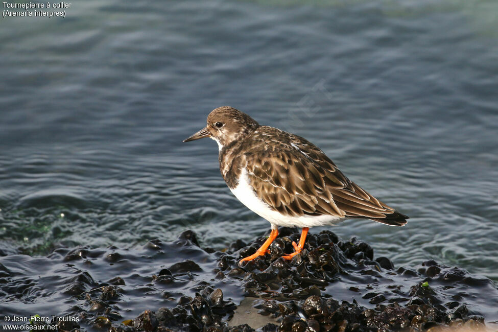 Ruddy Turnstone