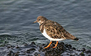 Ruddy Turnstone