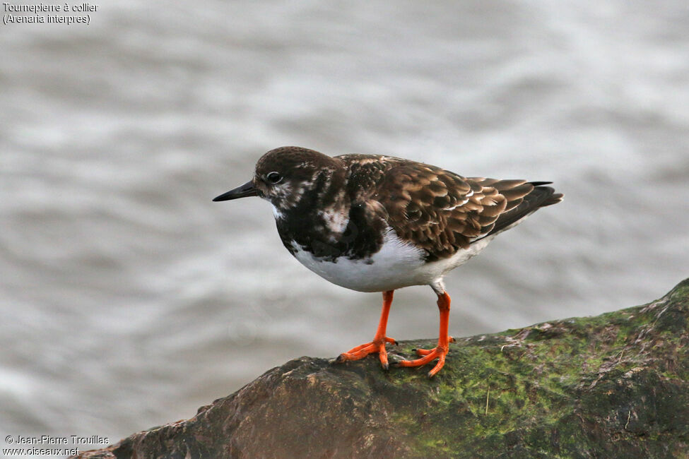 Ruddy Turnstone