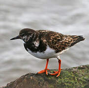 Ruddy Turnstone