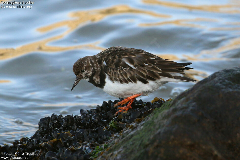 Ruddy Turnstone