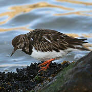 Ruddy Turnstone