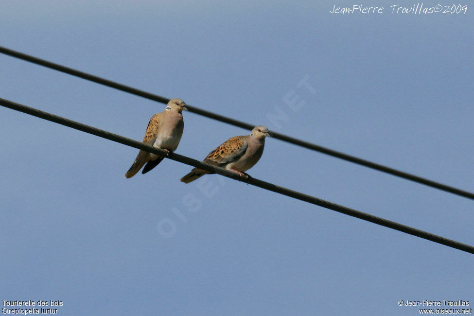 European Turtle Dove