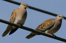 European Turtle Dove