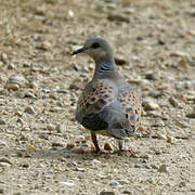 European Turtle Dove