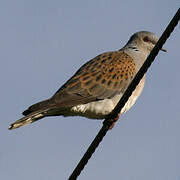 European Turtle Dove