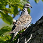 European Turtle Dove