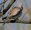 Tourterelle des bois