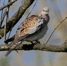 Tourterelle des bois