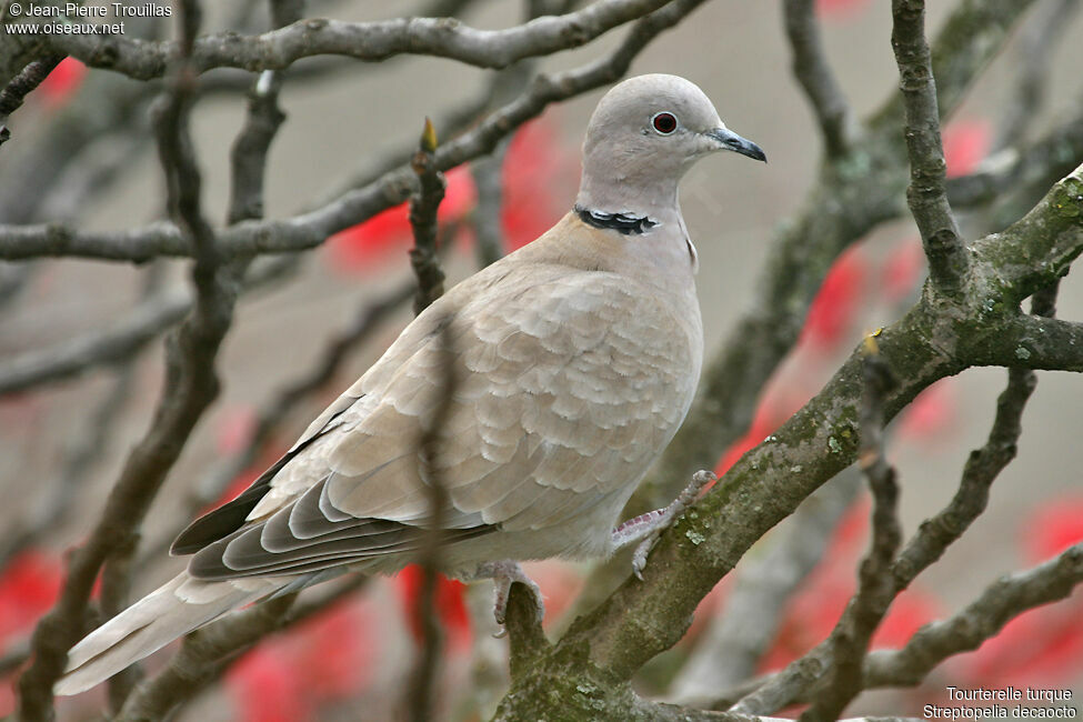 Eurasian Collared Dove