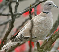 Eurasian Collared Dove