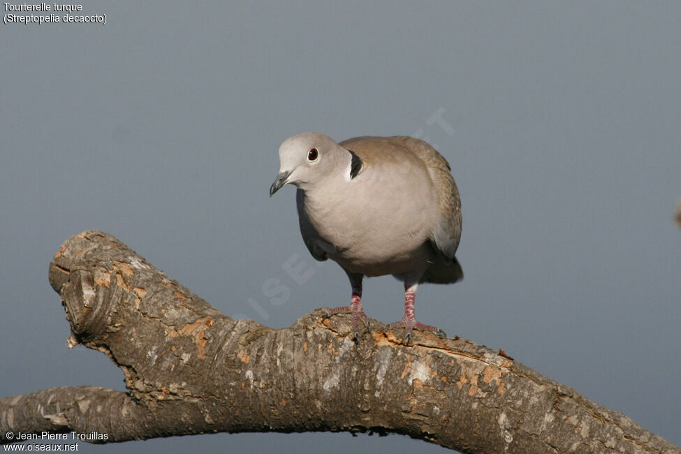 Eurasian Collared Dove