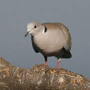 Eurasian Collared Dove