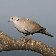 Eurasian Collared Dove