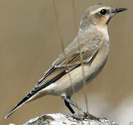 Northern Wheatear