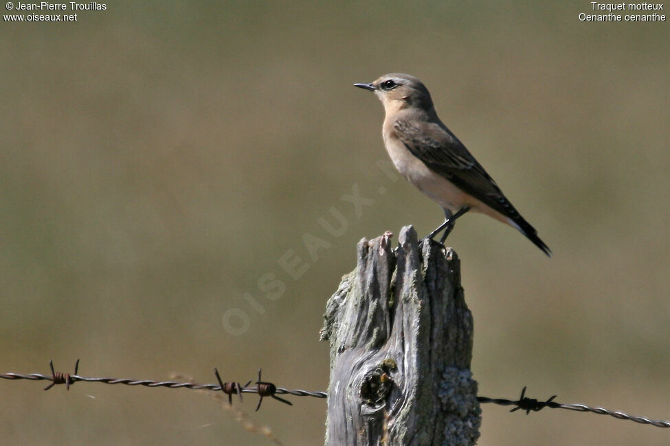 Northern Wheatear