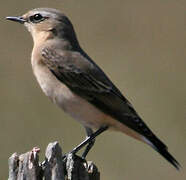 Northern Wheatear