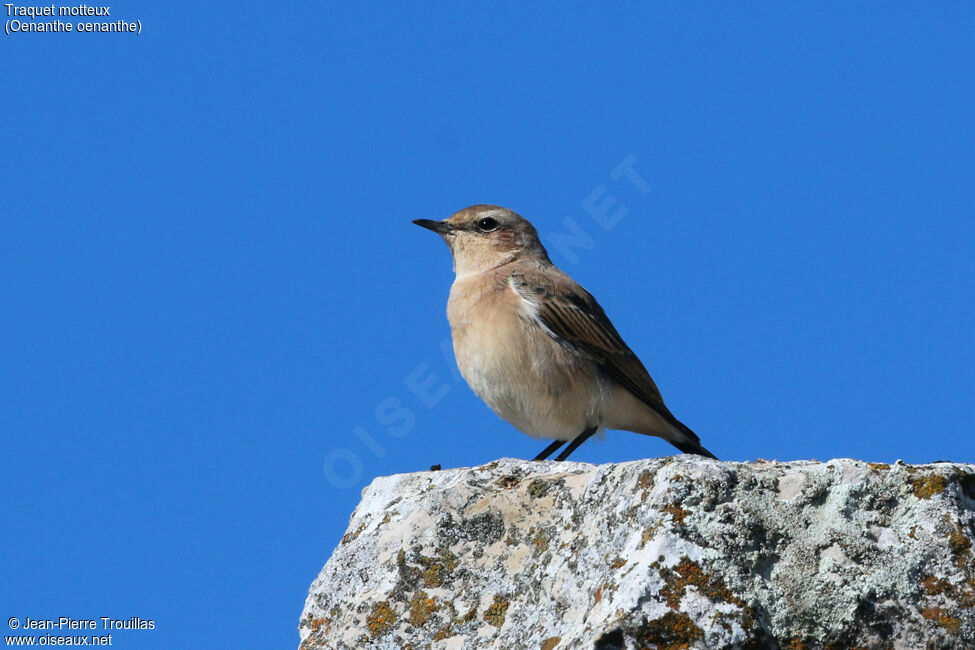 Northern Wheatear