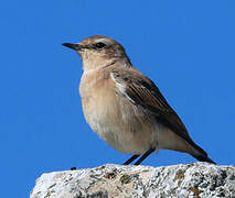 Northern Wheatear