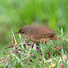 Troglodyte austral