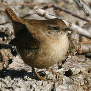 Eurasian Wren