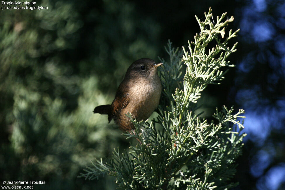 Eurasian Wren