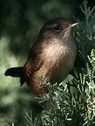 Eurasian Wren