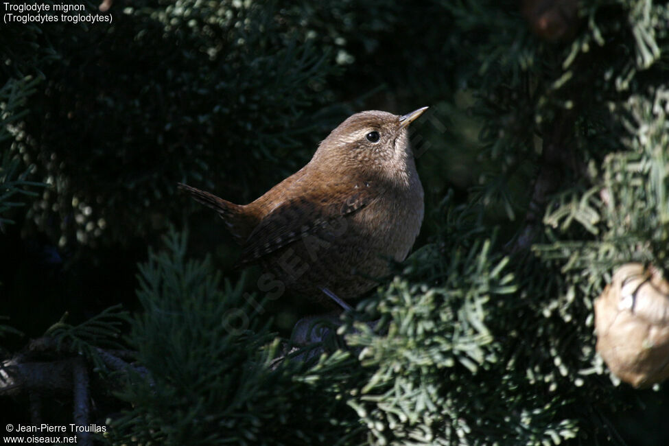 Troglodyte mignon