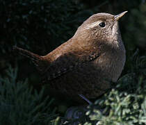 Eurasian Wren