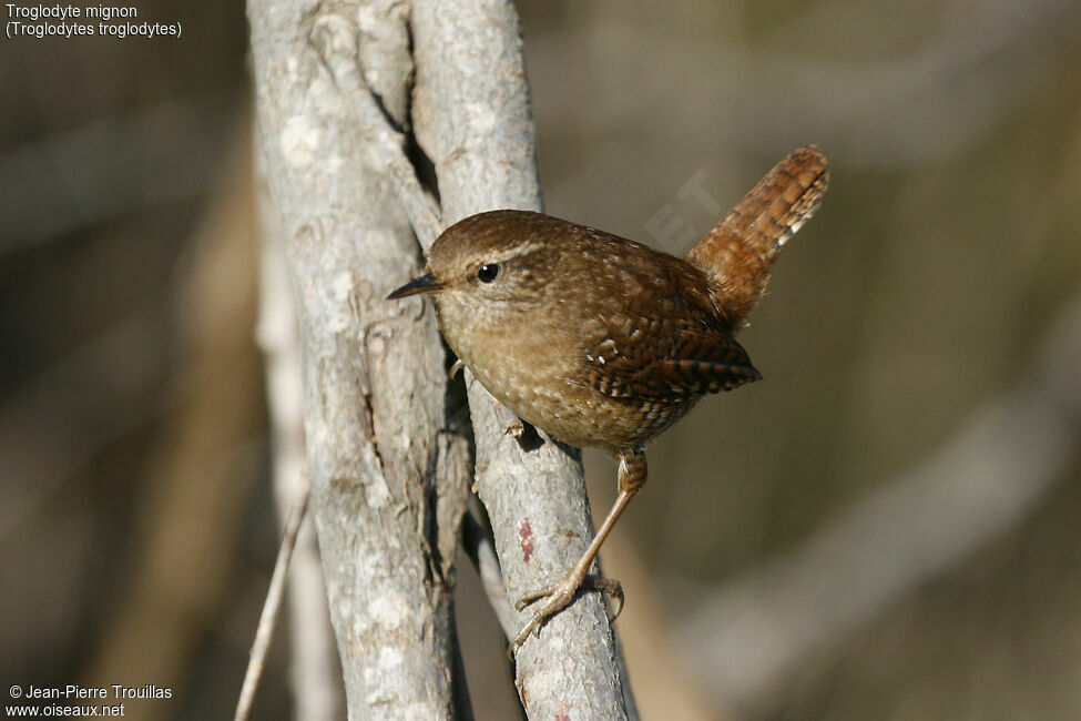 Eurasian Wren