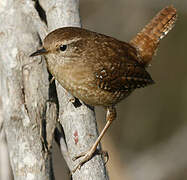 Eurasian Wren