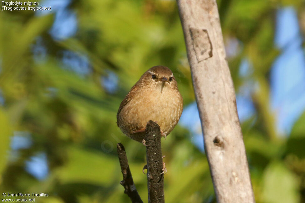 Troglodyte mignon