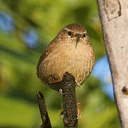 Eurasian Wren