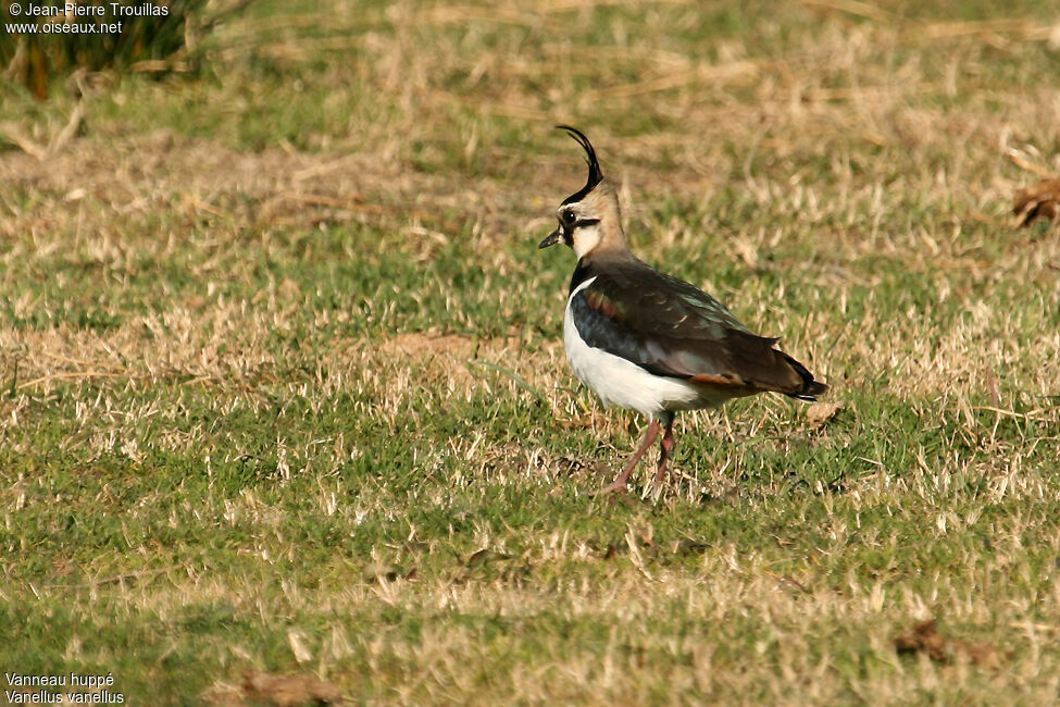 Northern Lapwing