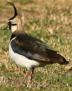 Northern Lapwing