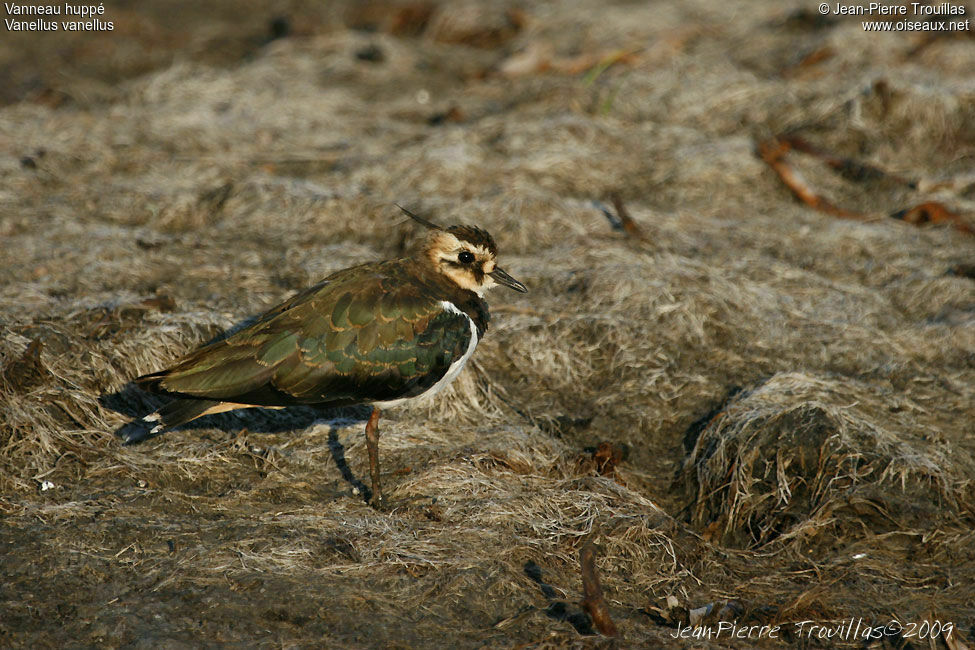 Northern Lapwing