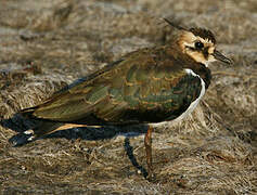 Northern Lapwing